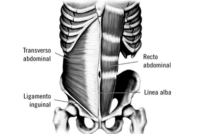 Músculos del abdomen Músculos del abdomen