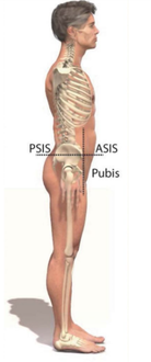 Pelvis neutra Zonas de la pelvis alineadas