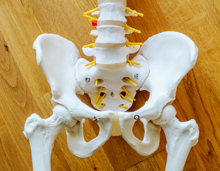 Pelvis Pelvis